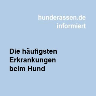 Die häufigsten Erkrankungen beim Hund