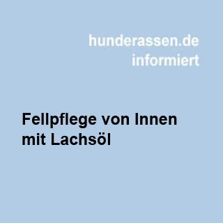 Wie Lachsöl die Hundegesundheit fördert und das Fell von innen pflegt