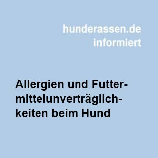 Mein Hund hat Allergien und Futtermittelunverträglichkeiten: Was ist zu tun?