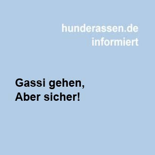 Koffer packen für den Hund
