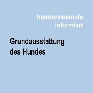 Die versteckten Kosten, die mit dem Besitz eines Hundes verbunden sind