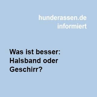 Halsband oder Geschirr?