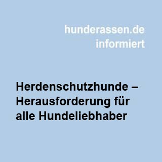 ein interessanter Artikel für den Hundefreund