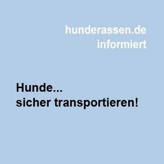 Hunde sicher transportieren, da der Hund lt. Gesetz eine Sache ist, ist er auch technisch so zu betrachten wenn wir den Hund im Auto mitnehmen. 