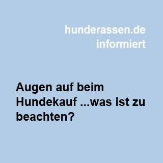 Erziehung des Welpen