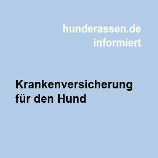 Sparen durch eine Krankenversicherung für Hunde