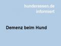 Demenz beim Hund