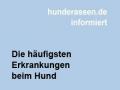 Die häufigsten Erkrankungen beim Hund