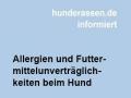 Allergien und Futtermittel-Unverträglichkeiten beim Hund