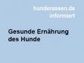 Gesunde Ernährung des Hundes