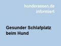 Gesunder Schlafplatz beim Hund