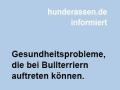 Gesundheitsprobleme, die bei Bullterriern auftreten können