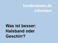 Was ist besser: Halsband oder Geschirr?