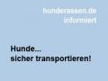 Hunde sicher transportieren