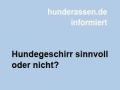 Das richtige Hundegeschirr für den besten Freund