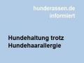 Hunde trotz Hundehaar-Allergie
