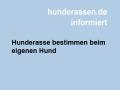Beim Hund die Hunderassen bestimmen