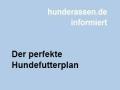 Der perfekte Hundefutterplan