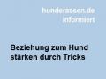 Tricks mit dem Hund oder... 