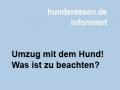 Umziehen mit dem Hund