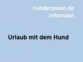Sommerurlaub mit Hund