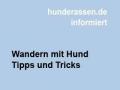 Wandern mit Hund - Tipps und Tricks