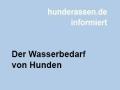 Der Wasserbedarf von Hunden