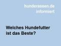 Welches Hundefutter ist das Beste?