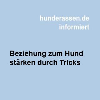 Mit Tricks die Beziehung zwischen Hund & Herrchen stärken