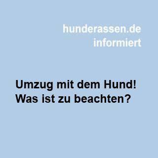 Umzug in ein neues Heim mit dem Hund