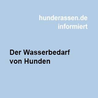 Warum Wasser essenziell für die Gesundheit deines Hundes ist.