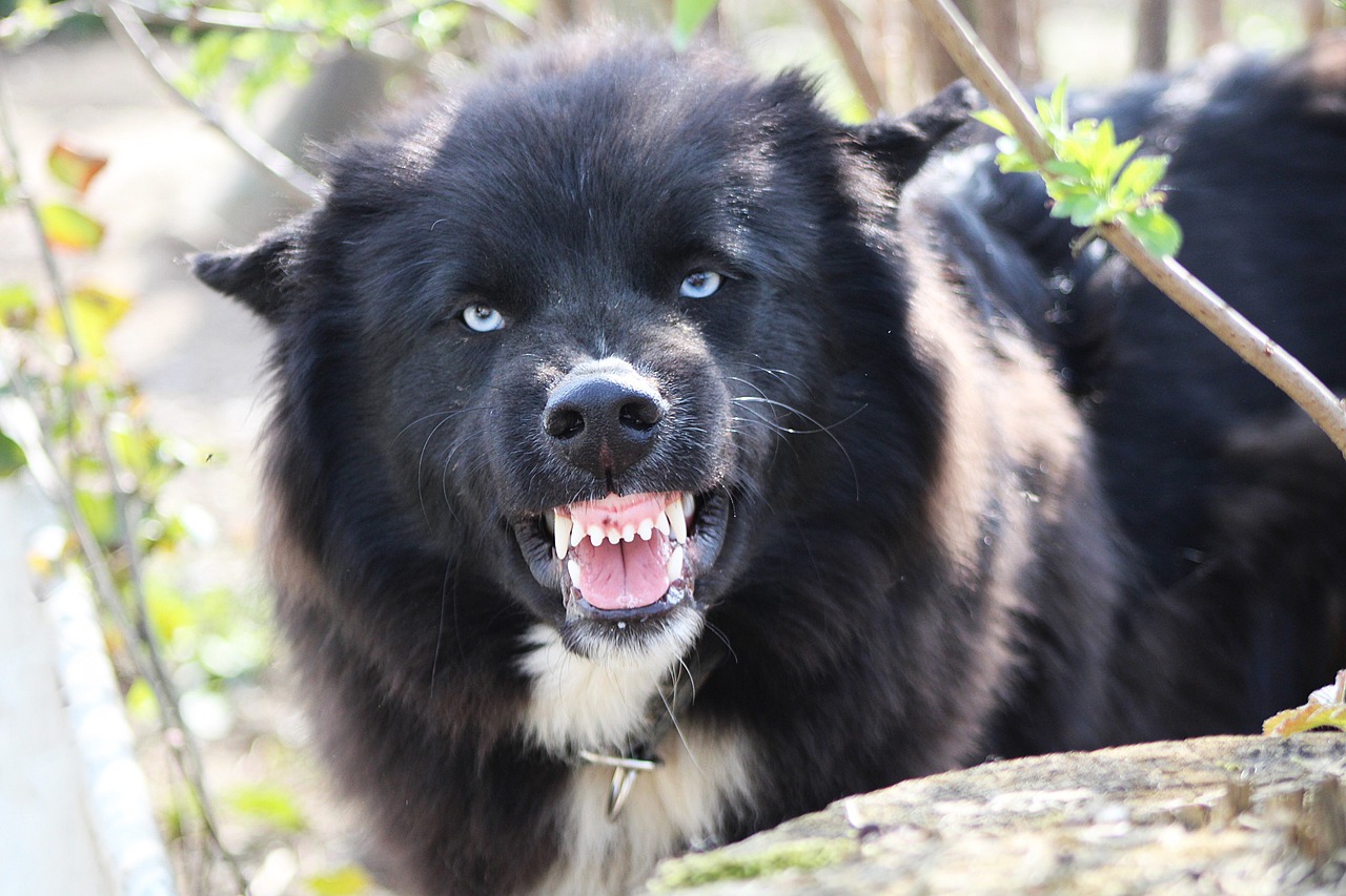 Kenne die Grenzen eines Herdenschutzhundes 
