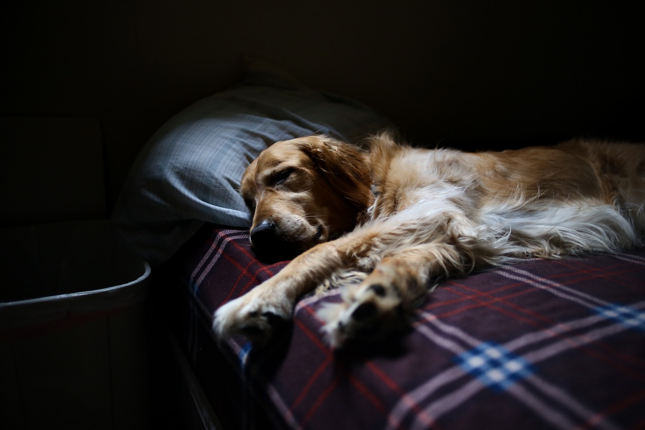 Schlafender Hund