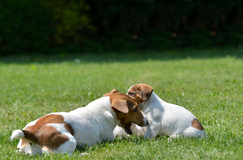 Bild 2: Â©istock.com/DavideMombelli