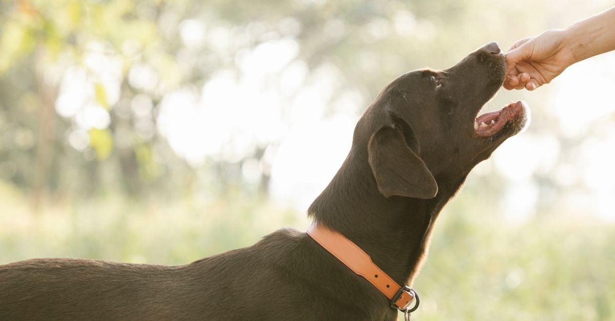 Hund erhält einen Nahrungsergänzungs-Snack aus der Hand seines Halters