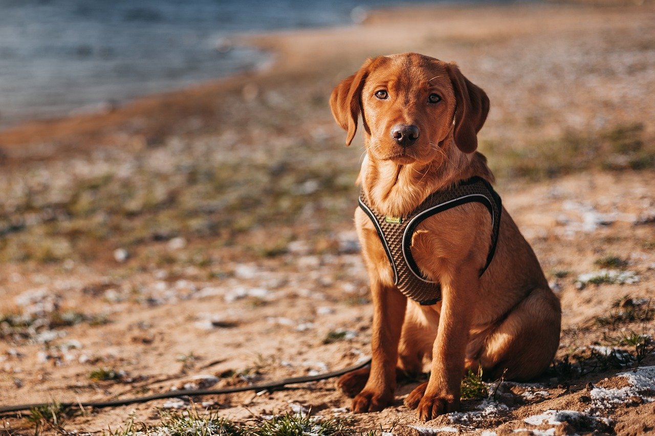 junger Hund mit Geschirr und GPS Tracker