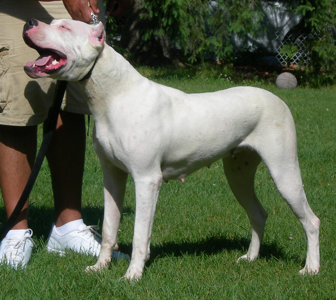 Dogo-Argentino Hund von der Seite