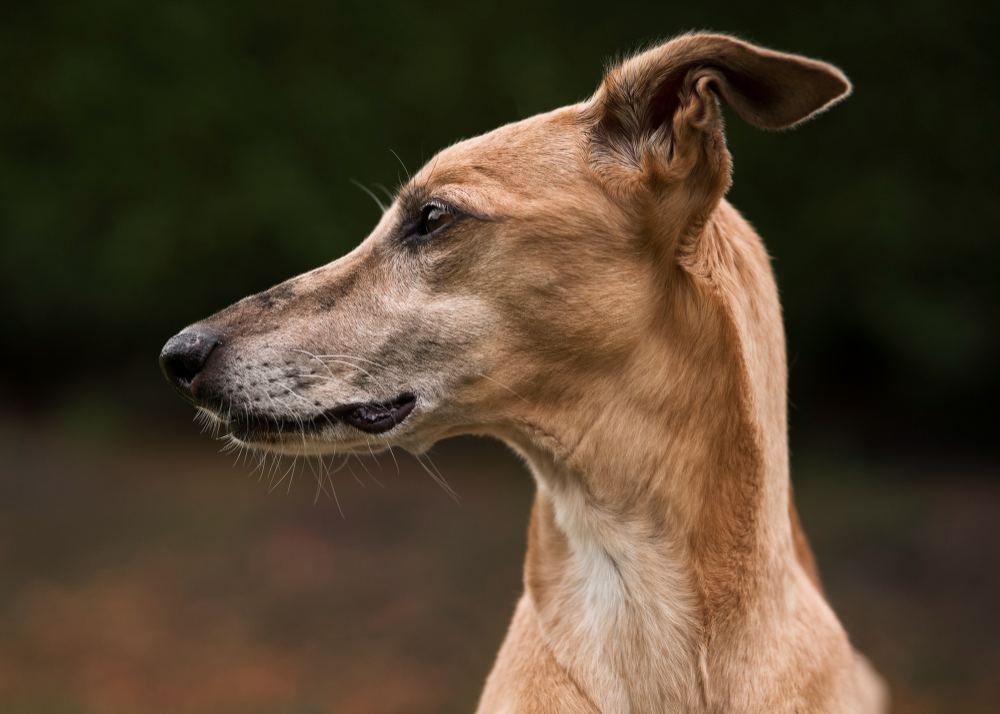 Greyhound Seitenprofil vom Kopf