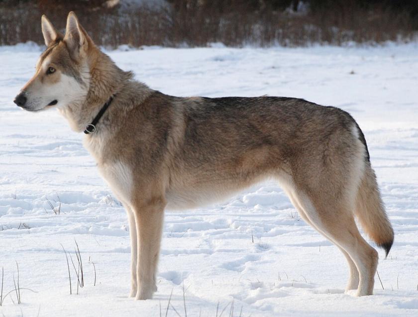 Eigenwillig, braucht konsequente Erziehung, kein Schutzhund