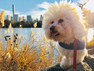 Bichon à poil frisé