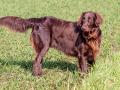 Flat-Coated Retriever