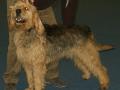 Otterhound