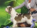 Petit Basset Griffon Vendéen