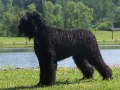 Schwarzer Russischer Terrier