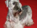 Cesky Terrier